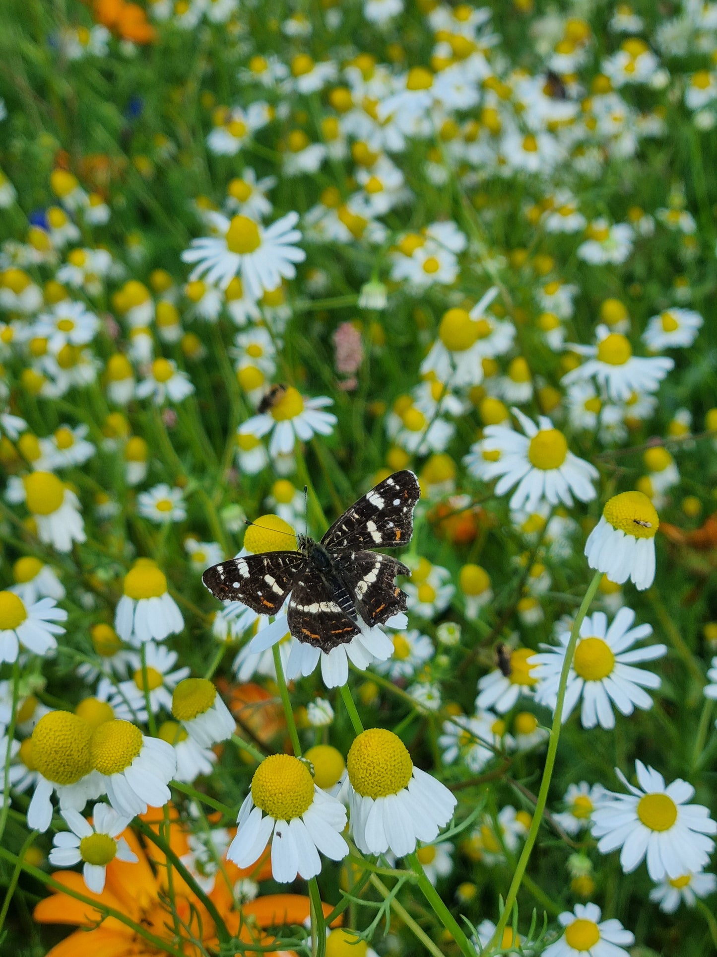 Herbal Tea - Ca(l)momile