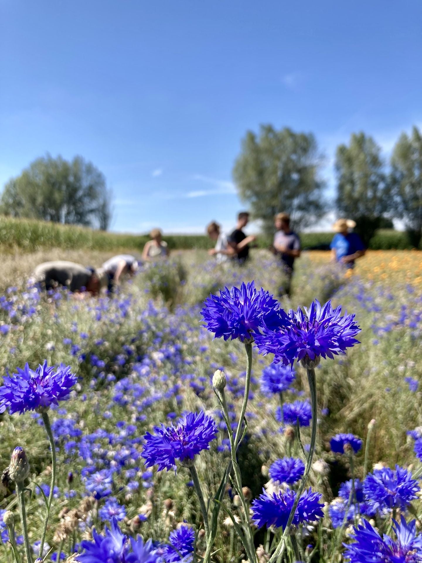 Herbal Tea - Refresh