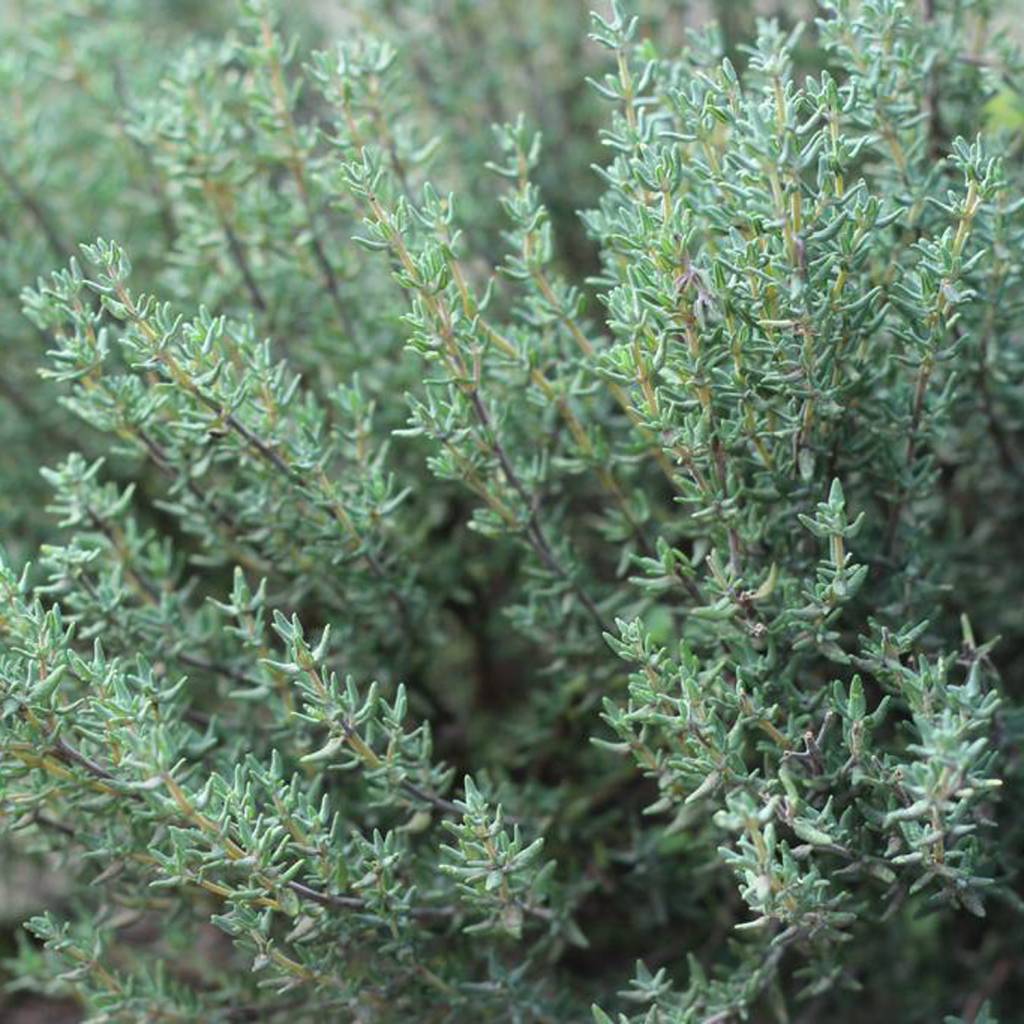 Werfzeep Herbal Soap