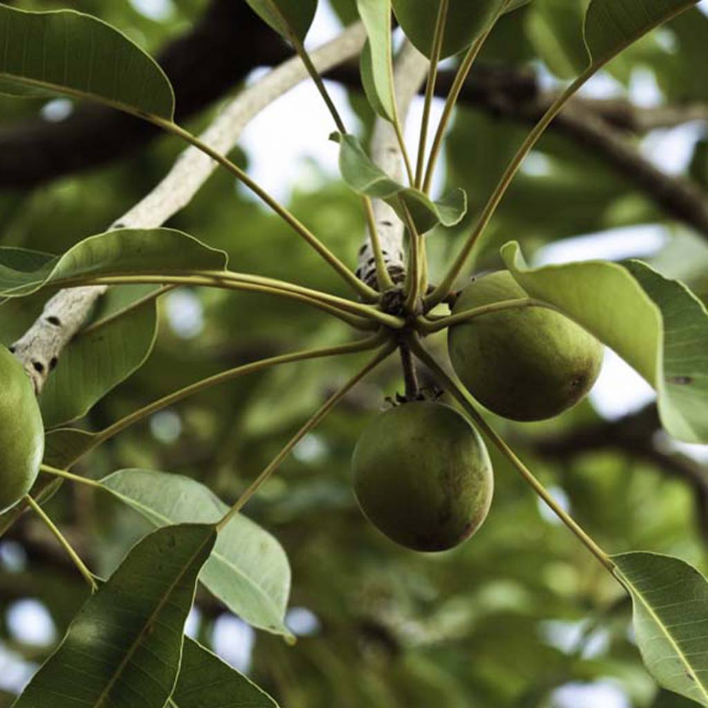 Werfzeep Shea Butter Soap