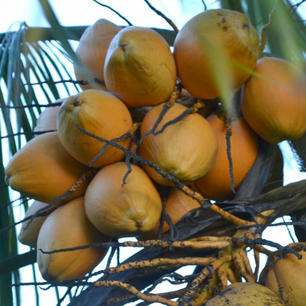 Werfzeep Coffee Scrub Soap